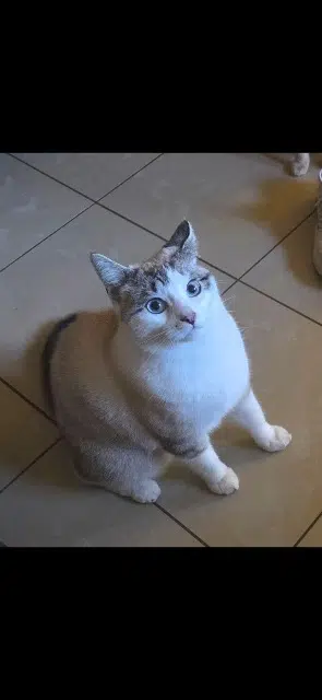 chat reunited   01120 Montluel Sam