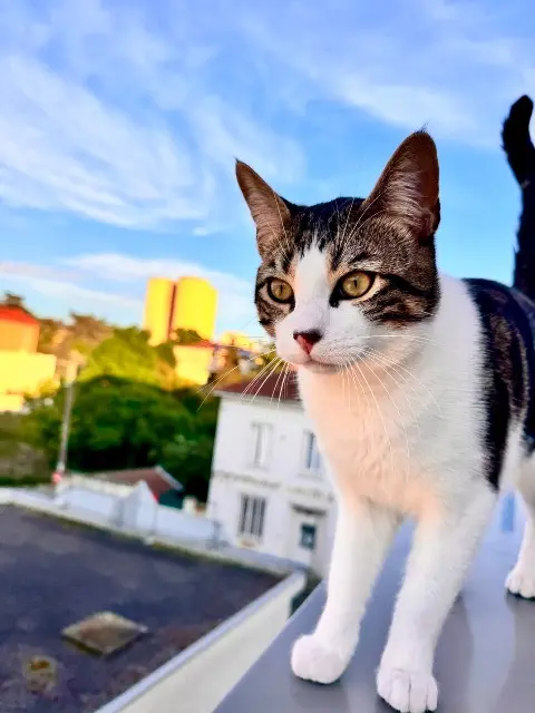 chat reunited   01390 Saint-Marcel Tayco