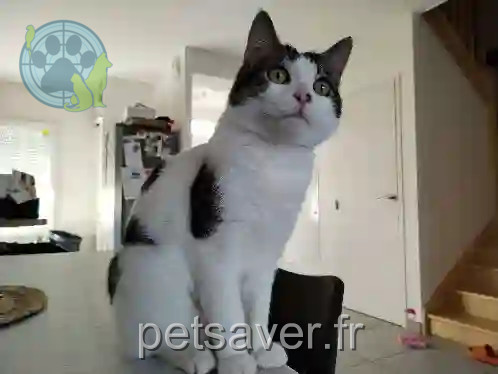Chat Trouvé 01 Ain - Tesla-ou-mimine Chat Trouvé 01 Ain - Tesla-ou-mimine
