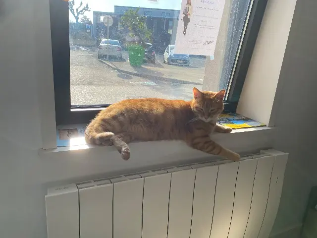 chat reunited   01140 Saint-Didier-sur-Chalaronne Tigrou