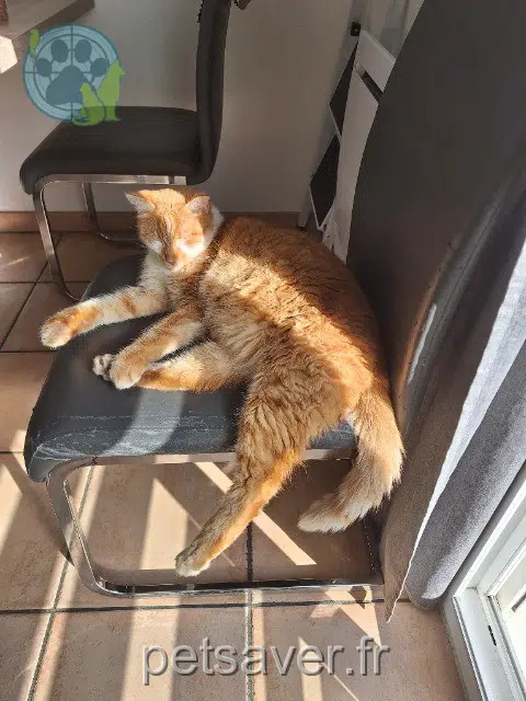 chat reunited 01340 Attignat Tisha