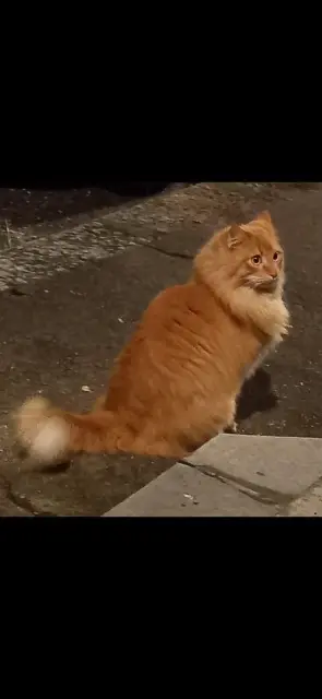 chat reunited   01390 Mionnay Topaze