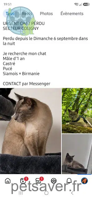 chat reunited 01270 Coligny Twist