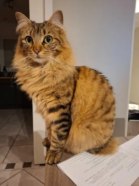 chat reunited   01800 Meximieux Yago