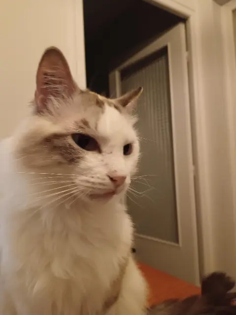 chat reunited   01000 Bourg-en-Bresse Zonzon