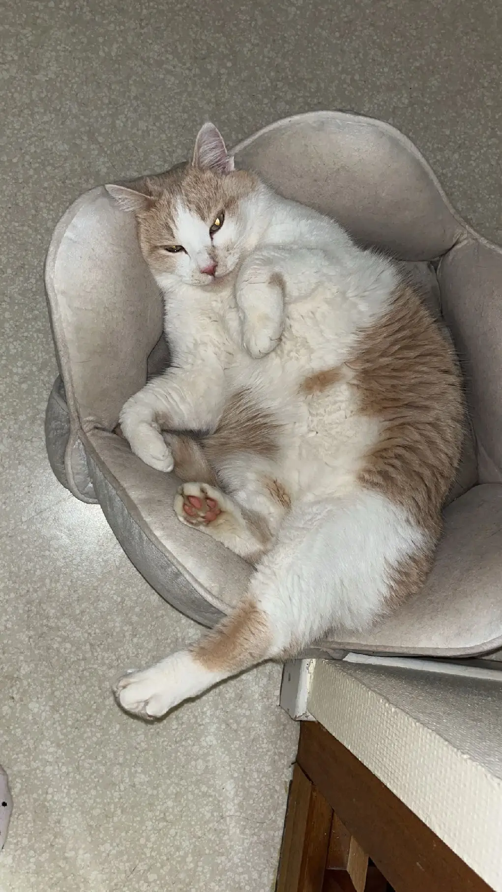 Chat Perdu 01 Ain Chat Perdu 01 Ain