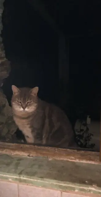 chat reunited    Dhuys et Morin-en-Brie Léo