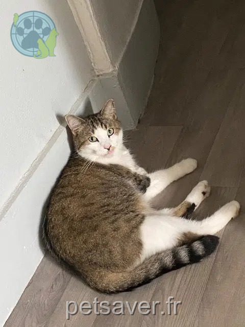chat reunited 02200 Soissons Jpc