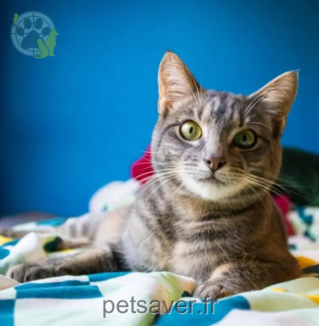 chat reunited 02300 Trosly-Loire Lua