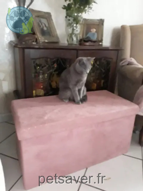 chat reunited 02600 Dommiers Nuggets