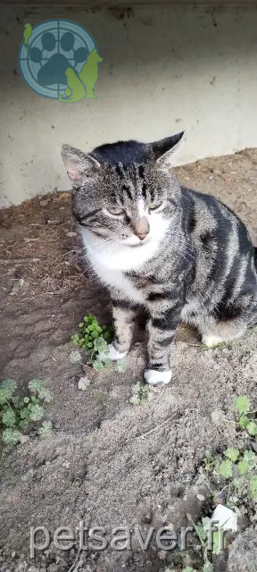 gato reunited   02200 Soissons SACHA