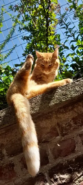 chat reunited   02100 Saint-Quentin Garfield