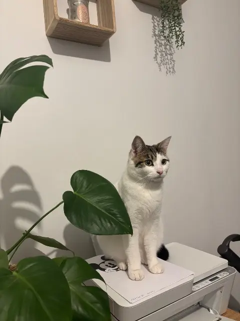 chat reunited   02100 Saint-Quentin TITIO