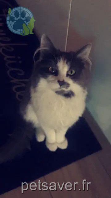 chat reunited   02100 Saint-Quentin Moumoune