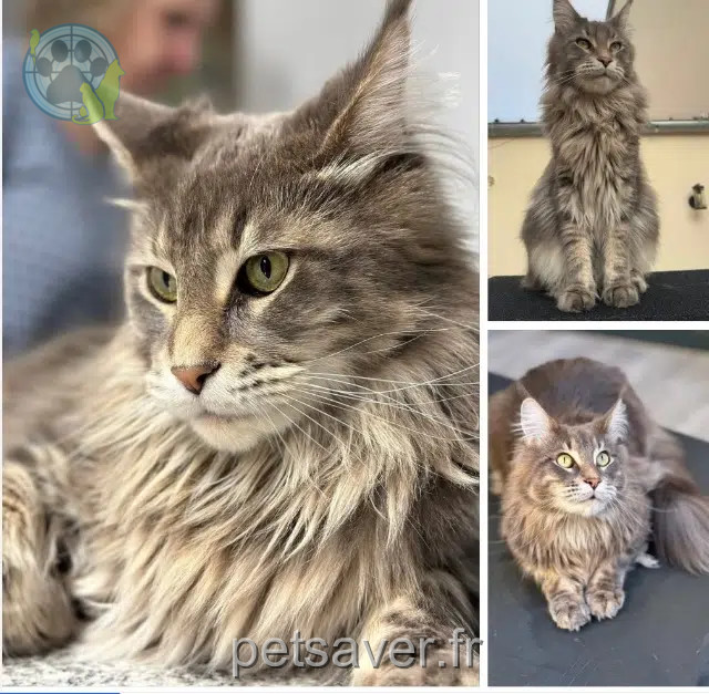 chat reunited   02100 Saint-Quentin Tao