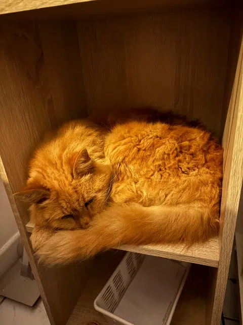 chat reunited   02300 Chauny Saphir