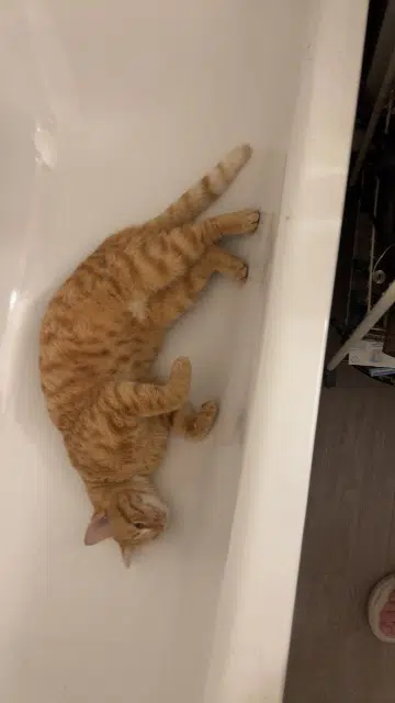 chat reunited   02200 Soissons Simba