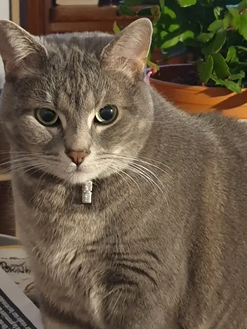 chat reunited   03100 Montluçon Akito