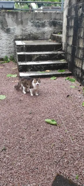 chat reunited   03120 Saint-Prix Athanase