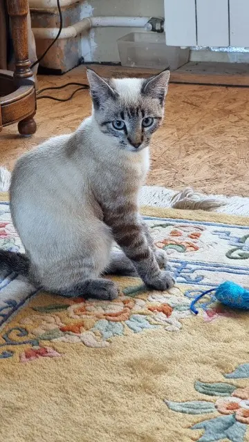 chat reunited   03440 Buxières-les-Mines Ayko