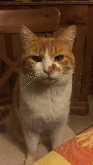 chat reunited   03190 Haut-Bocage Roukmouth