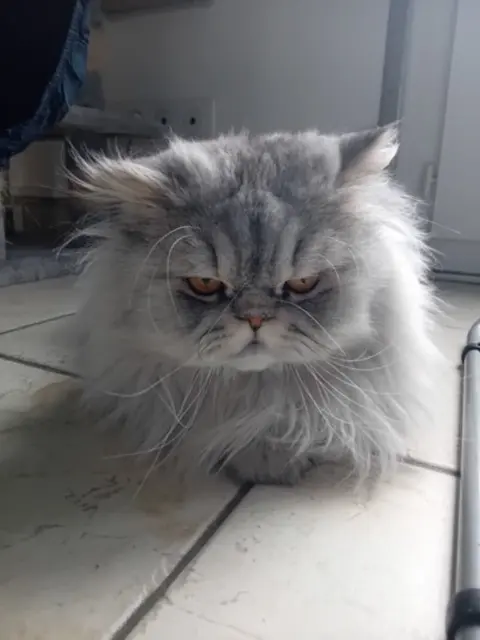 chat reunited   03100 Montluçon Napoleon