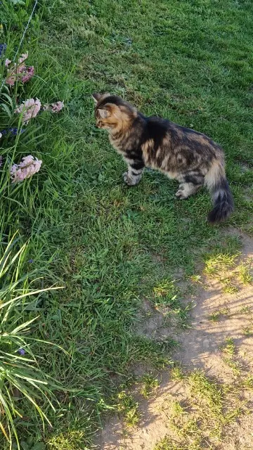 chat reunited   03410 Domérat Pacha