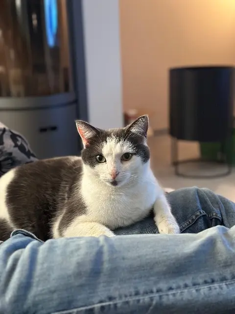 chat reunited   03450 Ébreuil Pouky