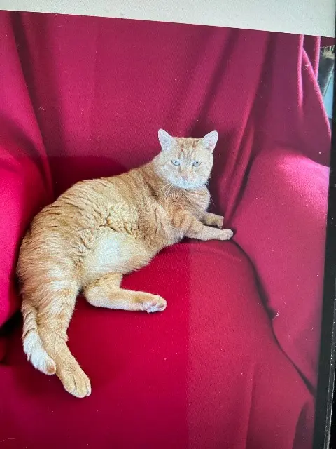 chat reunited   03500 Loriges Tigrou