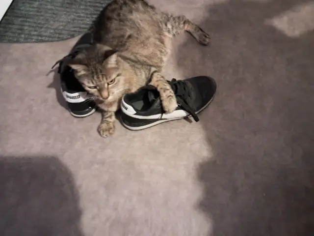 chat reunited   03200 Vichy Titou