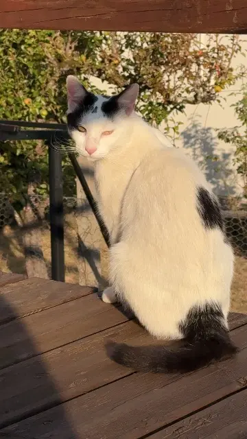 chat reunited   03410 Prémilhat Ulysse