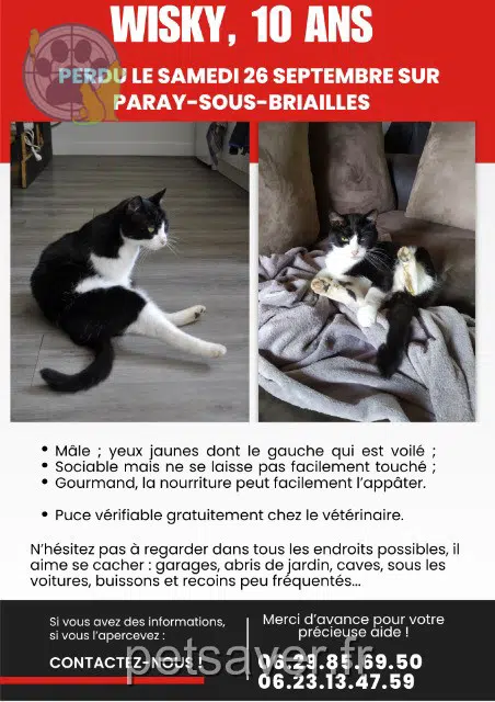 chat reunited 03500 Paray-sous-Briailles Wisky