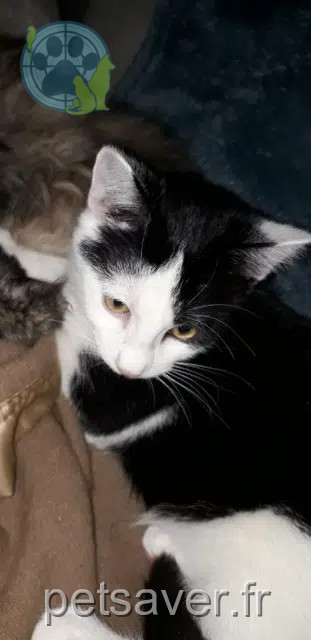 chat reunited   03230 Chevagnes Zoe