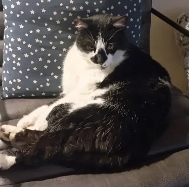 chat reunited   04180 Villeneuve Domino ou Milko