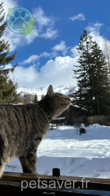 chat reunited   04260 Allos Hades