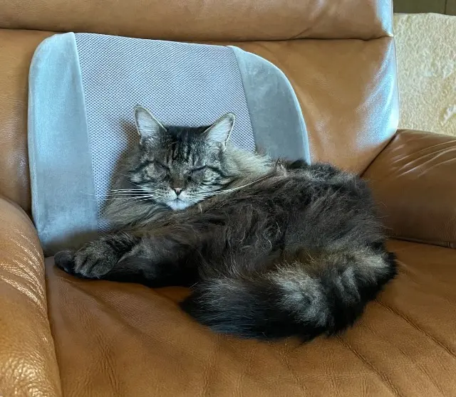 cat reunited   04300 Forcalquier Loki