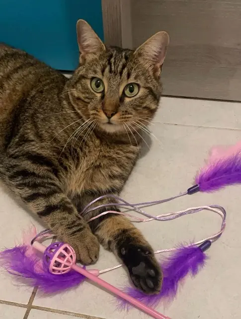 chat reunited   04100 Manosque Simba