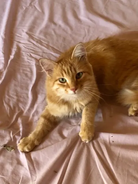 cat reunited   05000 Gap Gingko