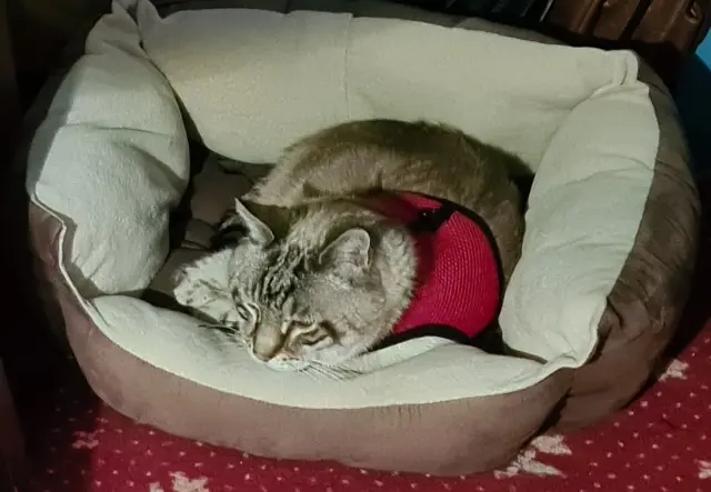 gatto reunited   05200 Embrun KALA