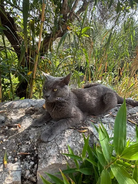 chat reunited   06230 Saint-Jean-Cap-Ferrat Bambou