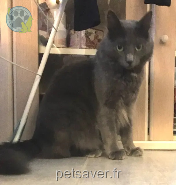 chat reunited 06560 Valbonne Berlioz