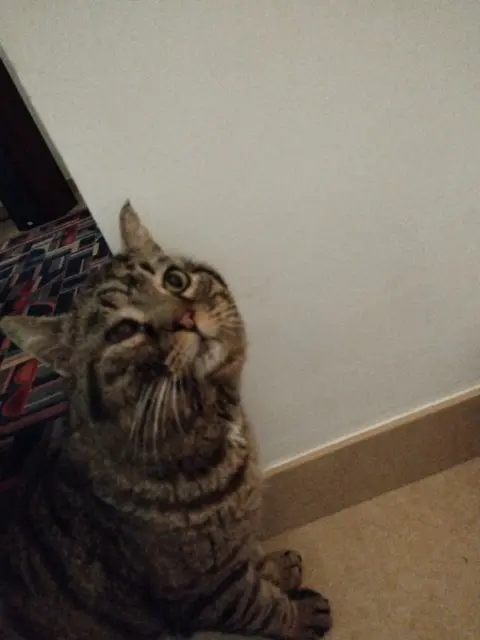 chat reunited   06800 Cagnes-sur-Mer Charlie