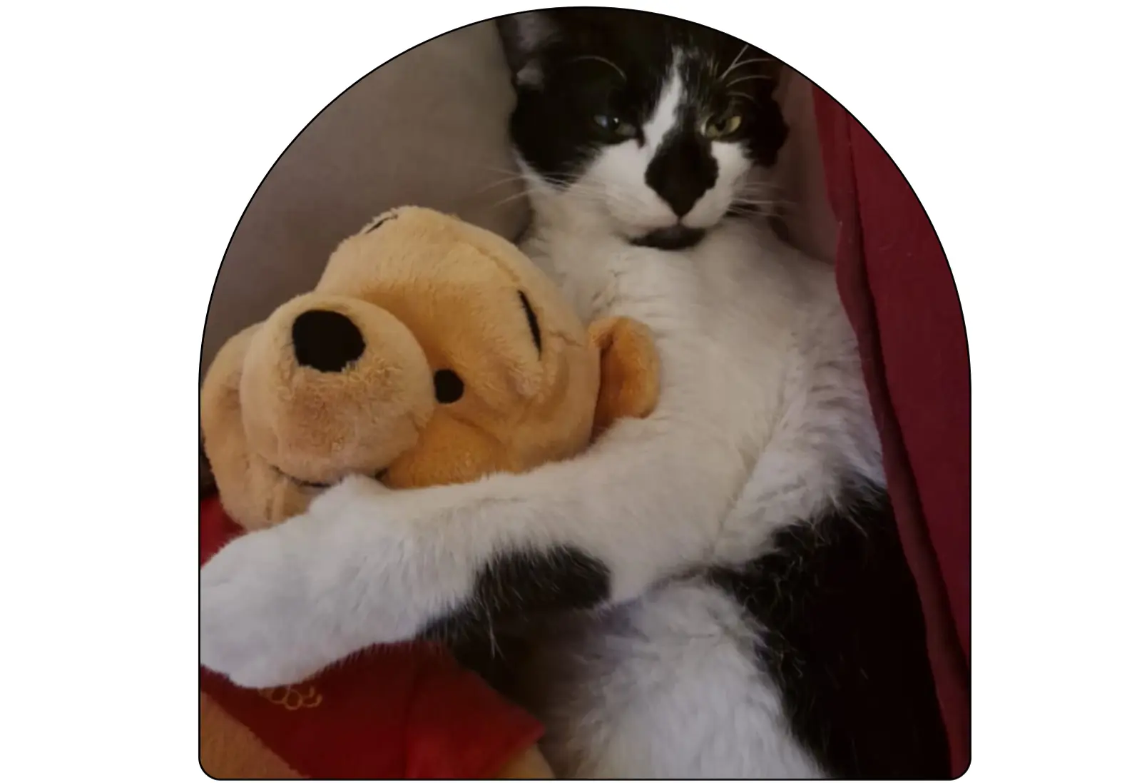 chat reunited   06500 Menton Charlie