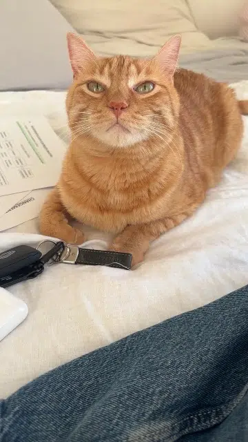 chat reunited   06800 Cagnes-sur-Mer Cooky