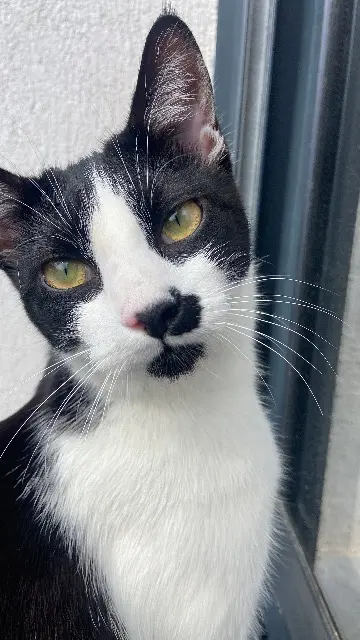 chat reunited   06250 Mougins Django