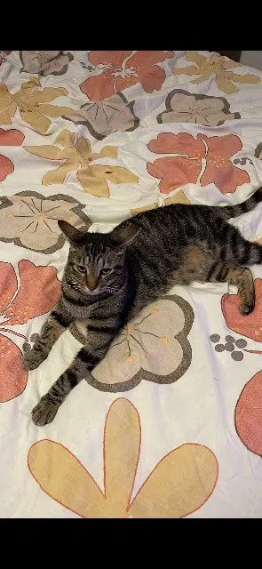 chat reunited   06210 Mandelieu-la-Napoule Flash