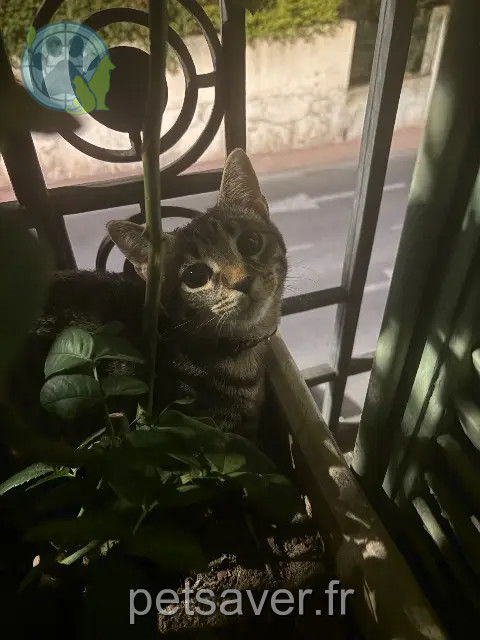 chat reunited Cannes Gekko