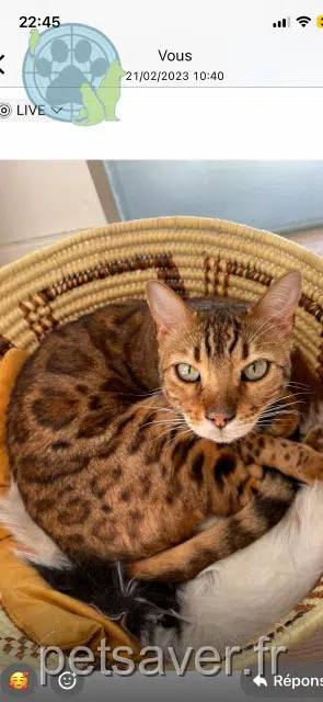 chat reunited 06800 Cagnes-sur-Mer Gucci