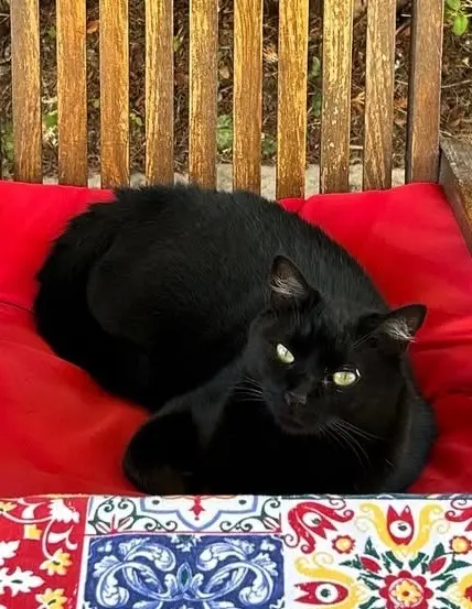 chat reunited   06270 Villeneuve-Loubet Guizmo