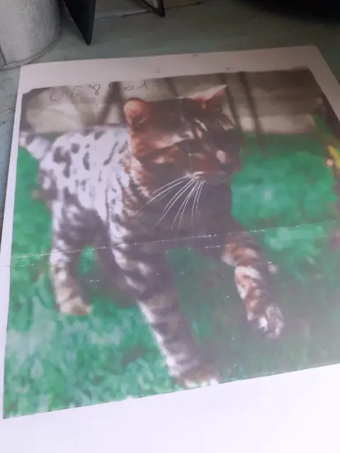 chat reunited   06230 Villefranche-sur-Mer Hades oreo